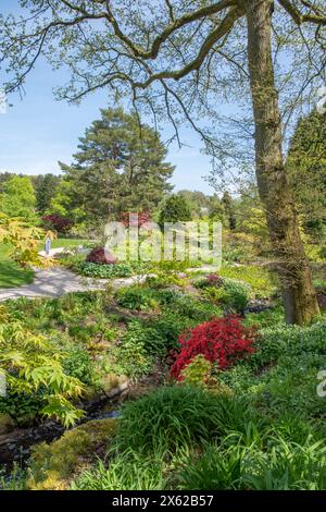 Farbe im späten Frühling bei RHS Harlow Carr Stockfoto