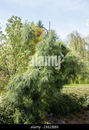 Pinus strobus Pendel Stockfoto