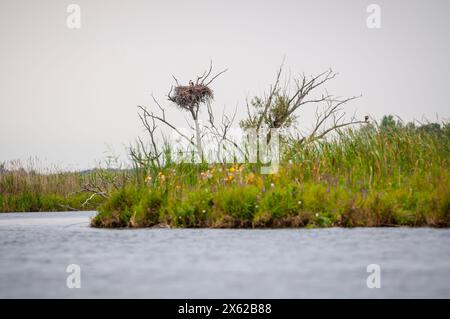 Osprey in seinem Nest am St. Lawrence River. Stockfoto