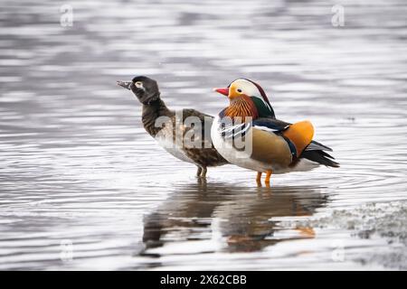 Männliche Mandarinenente, entkommen von einem Bauernhof, paarend mit einer wilden weiblichen Holzente. Stockfoto