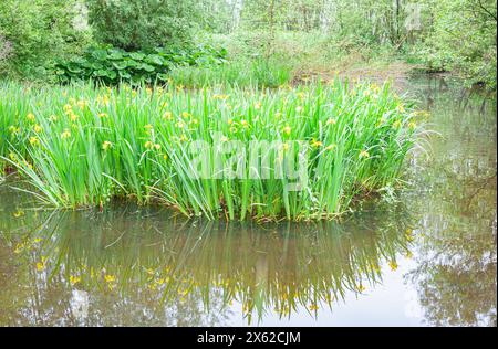 Ein großer Haufen gelbblühender Iris (Iris pseudacorus) wächst an einem Tag im Frühling entlang der Uferpromenade Stockfoto