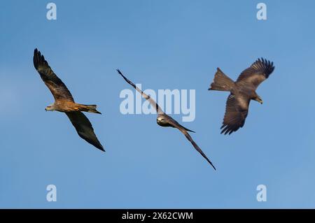 Sieversdorf, Deutschland. April 2024. Drei schwarze Drachen oder schwarze Drachen (Milvus migrans). Quelle: Patrick Pleul/dpa/Alamy Live News Stockfoto