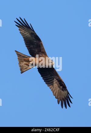 Sieversdorf, Deutschland. April 2024. Ein schwarzer Drachen oder ein schwarzer Drachen (Milvus migrans). Quelle: Patrick Pleul/dpa/Alamy Live News Stockfoto