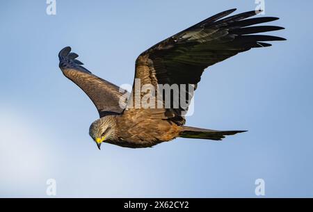 Sieversdorf, Deutschland. April 2024. Ein schwarzer Drachen oder ein schwarzer Drachen (Milvus migrans). Quelle: Patrick Pleul/dpa/Alamy Live News Stockfoto