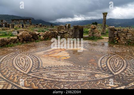 Volubilis, Marokko - 3. März 2024: Detailansicht der komplexen Bodenmosaiken in den römischen Ruinen von Volubilis im Norden Marokkos bei Meknes Stockfoto