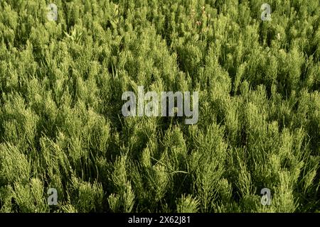 Große Menge Schachtelhalm auf dem Feld Stockfoto