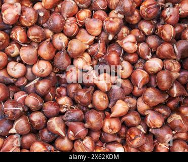 Nahaufnahme mehrerer frischer Tulpenzwiebeln in einem Marktumfeld, das zum Anpflanzen bereit ist. Stockfoto