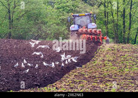 Möwen nach dem Pflügen von Ackerland in der englischen Landschaft in der Grafschaft Cheshire Stockfoto