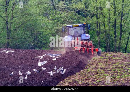 Möwen nach dem Pflügen von Ackerland in der englischen Landschaft in der Grafschaft Cheshire Stockfoto