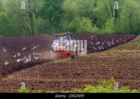 Möwen nach dem Pflügen von Ackerland in der englischen Landschaft in der Grafschaft Cheshire Stockfoto