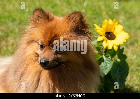 Ein flauschiger Hund mit schwarzer Nase und braunem Fell sitzt vor einer gelben Blume. Der Hund scheint glücklich und zufrieden zu sein, und die Blume trägt dazu bei Stockfoto