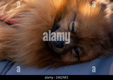 Ein pommerscher Hund schläft auf einer Couch. Der Hund ist braun und hat ein flauschiges Fell Stockfoto