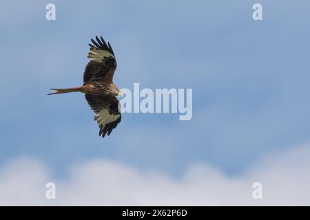 Red Kite (Milvus milvus), Orchill Hills, Perthshire, Schottland, Vereinigtes Königreich. Stockfoto