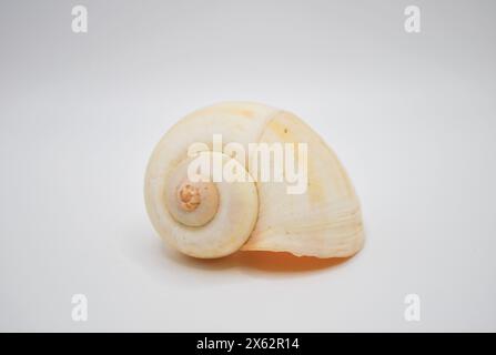 Nahaufnahme von Land Schnecke Cyclophorus Shell isoliert auf weißem Hintergrund Stockfoto