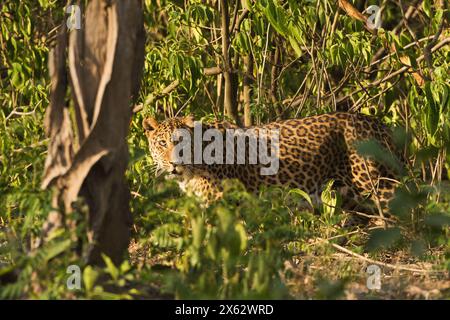 Indischer Wildtiertourismus Stockfoto