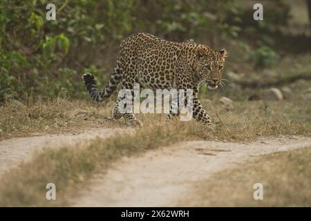 Indischer Wildtiertourismus Stockfoto