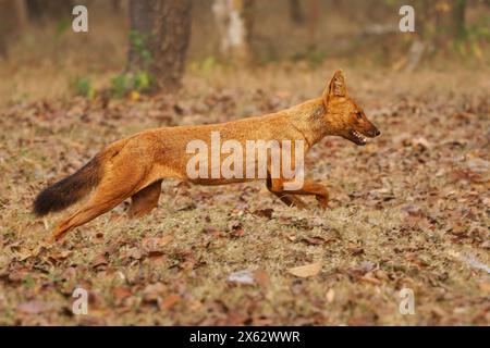 Dhole oder asiatischer oder indischer oder Red Wild Dog Jumping im Dschungel - Cuon alpinus ist ein in Asien heimischer Kanid, genetisch nah an Arten innerhalb der Gattung Stockfoto