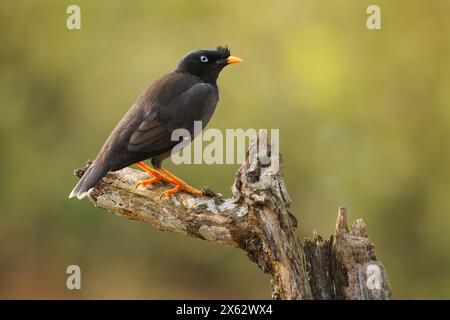 Dschungel Myna - Acridotheres fuscus ist ein Vogel, Mitglied der Familie der Sternchen, verbreitet auf dem Festland des indischen Subkontinents, mit einem Büschel von Federn auf dem Vorderland Stockfoto