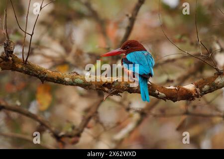 Weißkehle oder Weißbrust Eisvogel, Halcyon smyrnensis auf dem Zweig, Baum eisvogel verbreitet in Asien von der Türkei nach Osten durch die Indianer Stockfoto