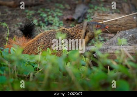 Streifenmungo - Urva vitticolla schnell gemahlenes Säugetier, das in Wäldern und Sträuchern von Südindien bis Sri Lanka beheimatet ist, rostbraun bis grizzlig Stockfoto