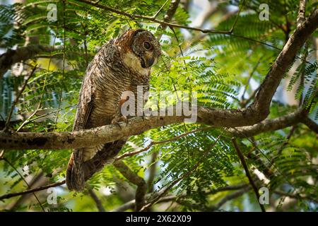 Gefleckte Holzeule - Strix ocellata große Eule, die in Indien und Nepal gefunden wurde, in Gärten und dünnen Laubwäldern gefunden wurde, großer nächtlicher Vogel auf dem Ast in Stockfoto