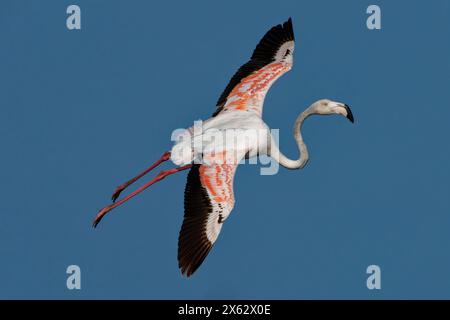 Greater Flamingo - Phönicopterus roseus die am weitesten verbreitete und größte Flamingo-Familie, die in Afrika, Indien, dem Nahen Osten und im Süden vorkommt Stockfoto