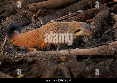 Streifenmungo - Urva vitticolla schnell gemahlenes Säugetier, das in Wäldern und Sträuchern von Südindien bis Sri Lanka beheimatet ist, rostbraun bis grizzlig Stockfoto