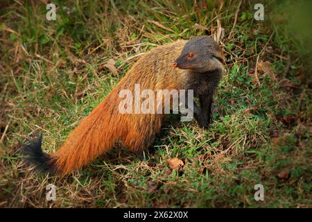 Streifenmungo - Urva vitticolla schnell gemahlenes Säugetier, das in Wäldern und Sträuchern von Südindien bis Sri Lanka beheimatet ist, rostbraun bis grizzlig Stockfoto