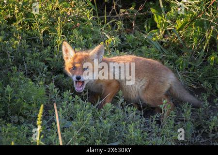 Neugieriges Fuchsjunges in der Nähe der Höhle (Vulpes vulpes) Stockfoto