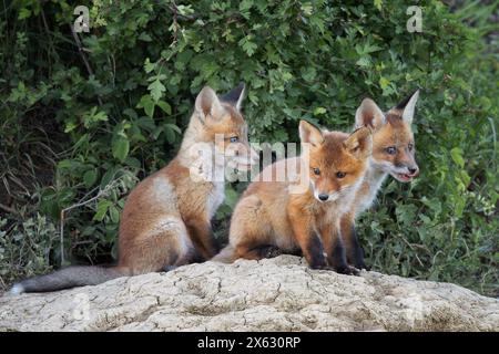 Niedliche Fuchsjungen in der Nähe der Höhle, Bild in natürlichem Lebensraum (Vulpes vulpes) Stockfoto