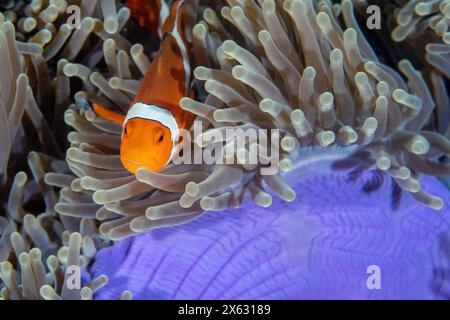 Ein Anemonenfisch blickt aus der Sicherheit seines lebendigen Hauses der Meeresanemonen hervor und zeigt einen symbiotischen Tanz in den Tiefen des Ozeans Stockfoto