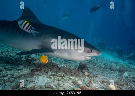 Ein Tigerhai gleitet über einen sandigen Meeresboden, umgeben von lebendigen tropischen Fischen und faszinierten Tauchern im Hintergrund. Die Klarheit des Wassers A Stockfoto