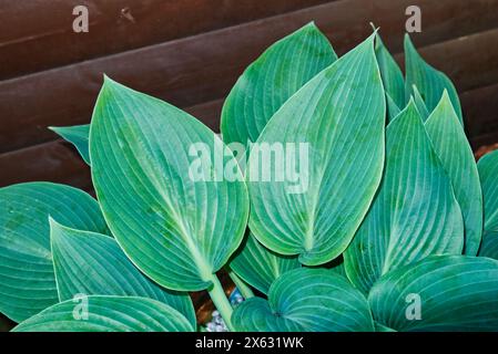 Green Hosta geht im Garten Stockfoto