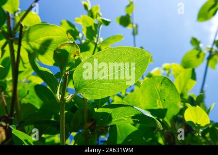 Sonnenlicht durch ein Geißblatt, das seine Adern zeigt Stockfoto