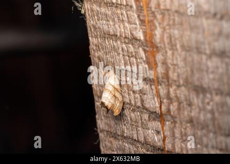 Falcaria lacertinaria Familie Drepanidae Gattung Falcaria gezogene Hakenmotte wilde Natur Insektenfotografie, Bild, Tapete Stockfoto