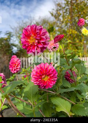 Dunkelrosa Pompon Dahlien, die in einem Kleingut in York wachsen. UK Stockfoto