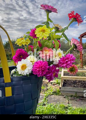 Frisch geschnittene Dahlien und Zinnien in einer Einkaufstasche, mit Schrebenkulisse Stockfoto