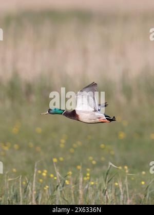 Männliche Stockenten fliegen über das Feld Stockfoto