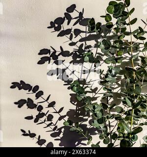 Eukalyptusbaum wirft Schatten gegen eine weiße Wand bei starkem Sonnenlicht. Stockfoto