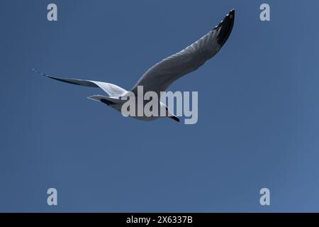 Eine Möwe, die mit einem Teleobjektiv aufgenommen wurde, dehnt ihre Flügel anmutig aus und schwebt durch die endlose Weite eines klaren blauen Himmels und symbolisiert die Grenze Stockfoto