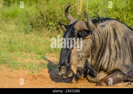 Blue Gnus, Connochaetes taurinus sitzen und entspannen im südafrikanischen Naturschutzgebiet Stockfoto