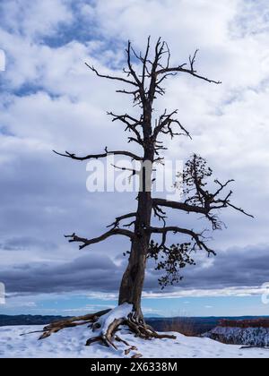 Halbtoter piñon-Baum am Rande des Randes, Bryce Canyon National Park, Utah. Stockfoto