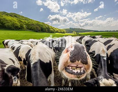 Weitwinkelaufnahme einer neugierigen schwarz-weißen Kuh, die direkt in die Kamera blickt, mit offenem Mund, gesehen vor einem blauen Himmel. Stockfoto