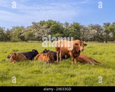Bulle, der mit einer kleinen Gruppe weiblicher Kühe auf dem Gras auf einem Feld am Stadtrand von York, Großbritannien, steht. Stockfoto