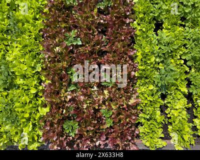 Salat „Salad Bowl“ und „Red Salad Bowl“ zwischen Kartoffelreihen „Foremost“ in UK-Kleingarnitur. Stockfoto