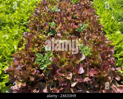 Salat „Salad Bowl“ und „Red Salad Bowl“ zwischen Kartoffelreihen „Foremost“ in UK-Kleingarnitur. Stockfoto