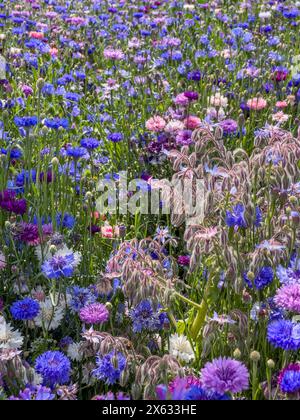 Borretschpflanze wächst in der Ecke einer Kornblumenwiese. Stockfoto