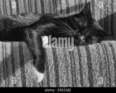 Eine schwarze Katze mit weißen Pfoten, die auf der Seite auf einer gestreiften Treppe mit Teppichboden schläft. Stockfoto