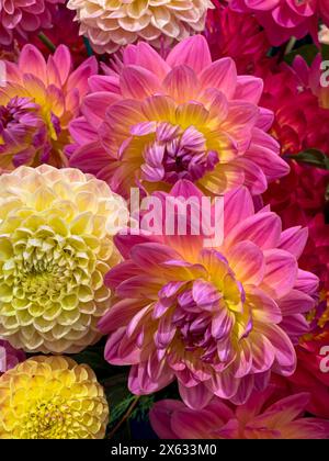 Dahlien in verschiedenen Farben auf einer Blumenausstellung. UK Stockfoto
