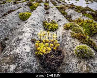 Nahaufnahme von Moos, der auf einem Asbestwellendach wächst. Stockfoto